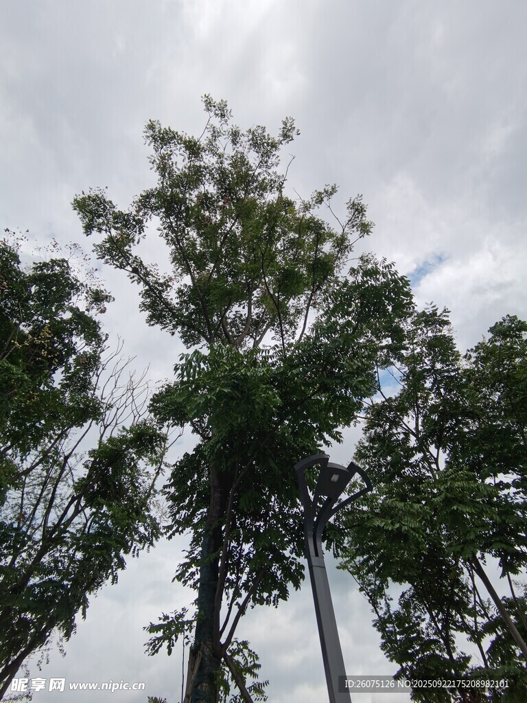 天空下的葱郁树木