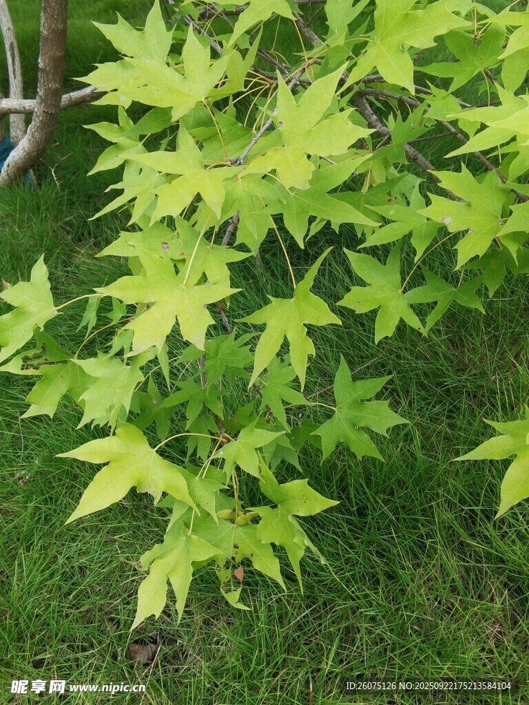 嫩绿枫叶树清新自然景