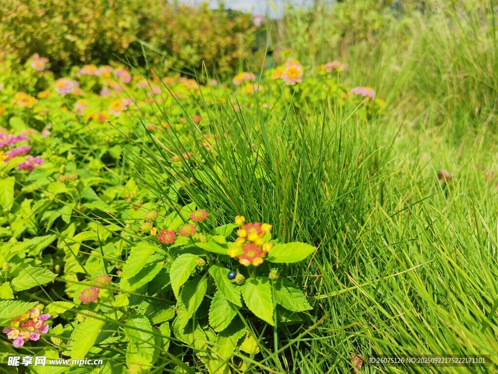 夏日野花绿草生机景象