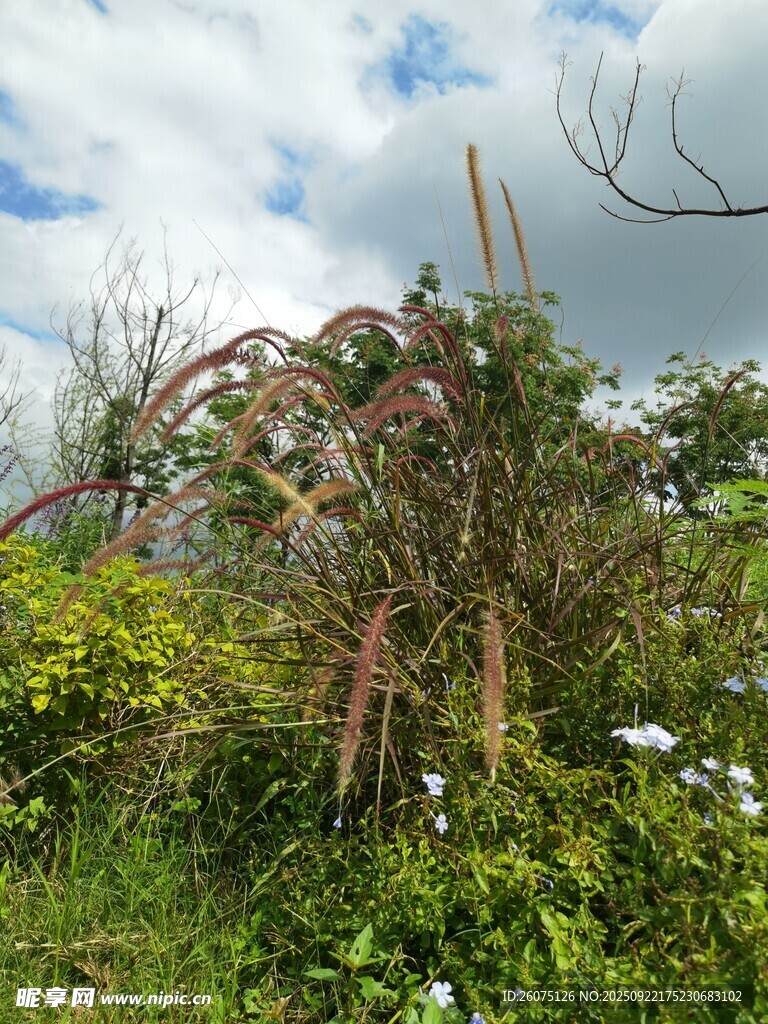 野外繁茂植物与弯曲枝干