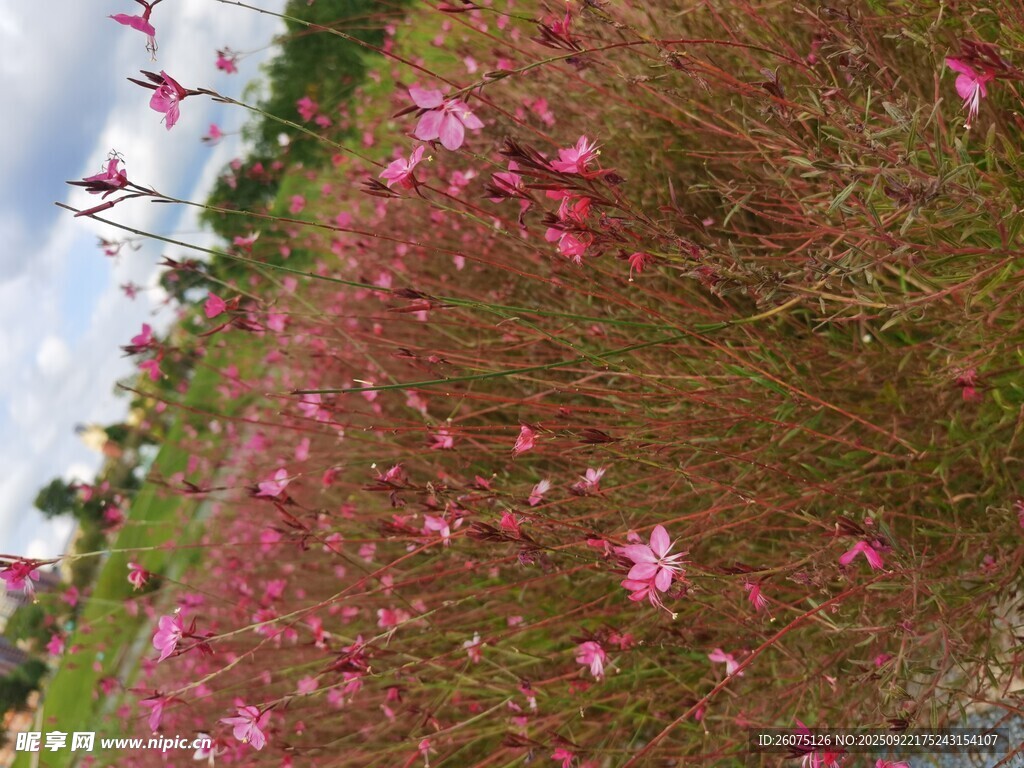 粉色花丛中的美丽景致