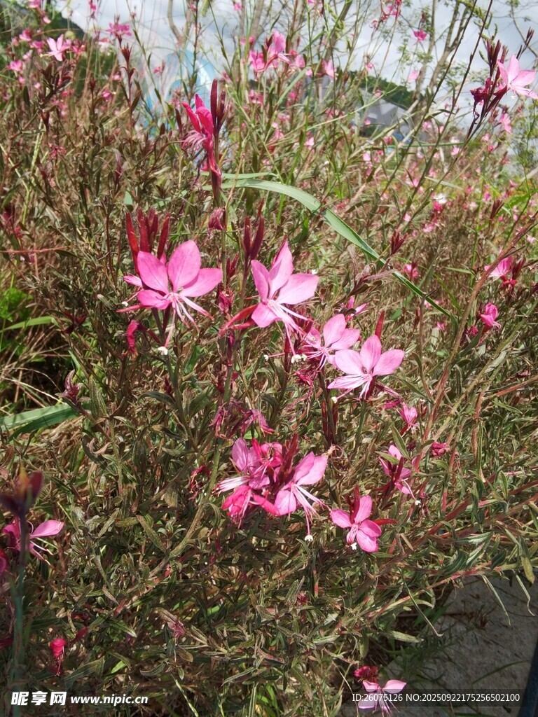 娇艳粉色小花绽放
