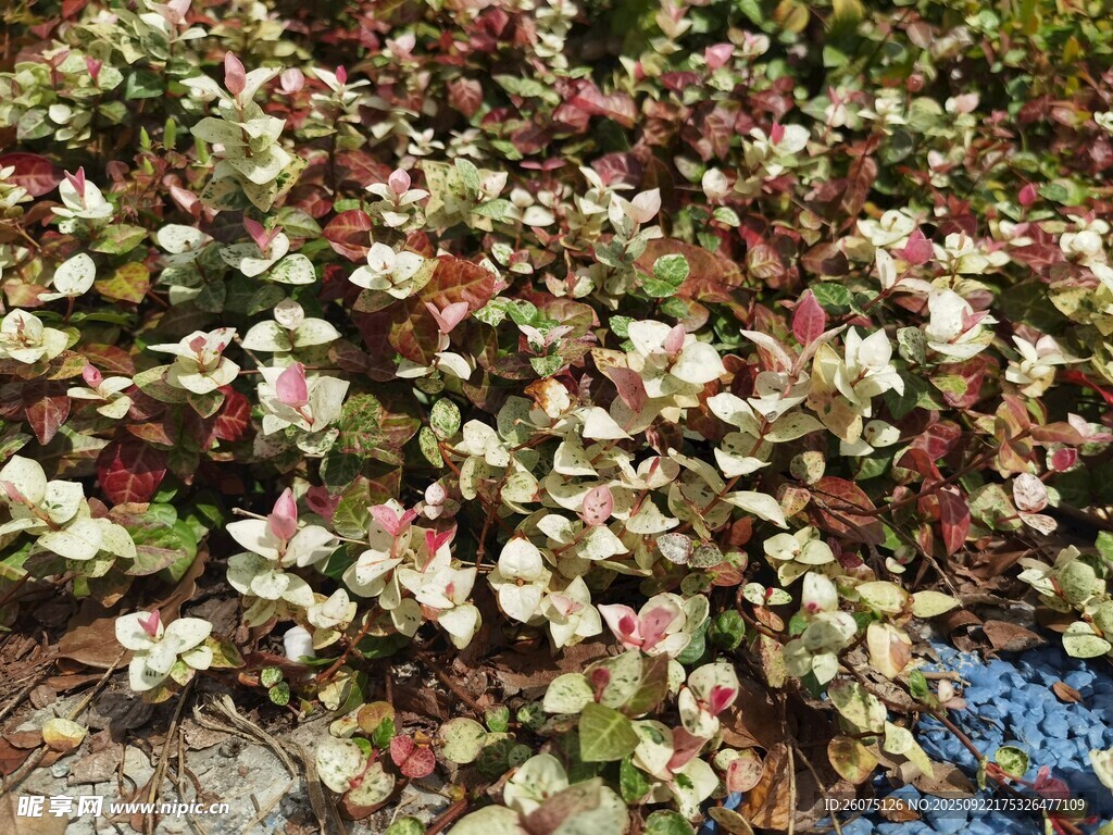 多彩花叶植物景观