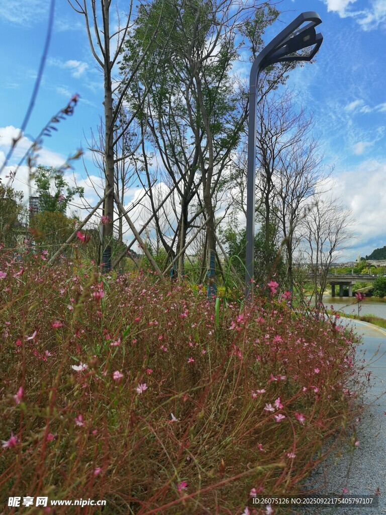 郊野小径旁的花草与风车