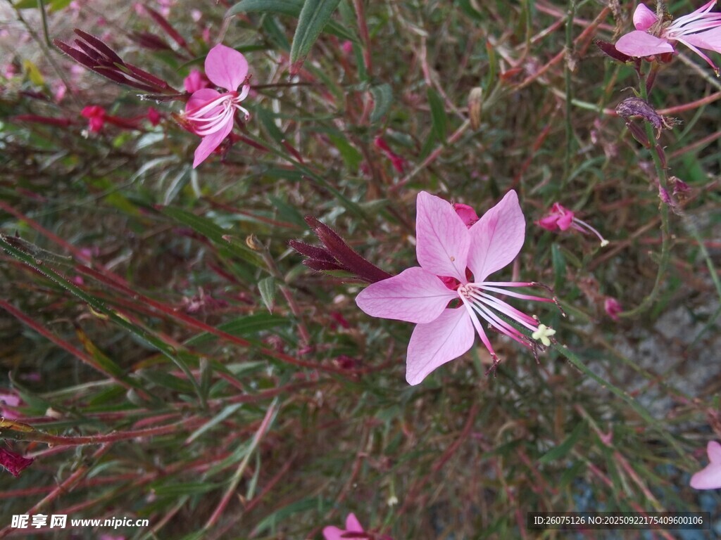粉色小花绽放于绿植间