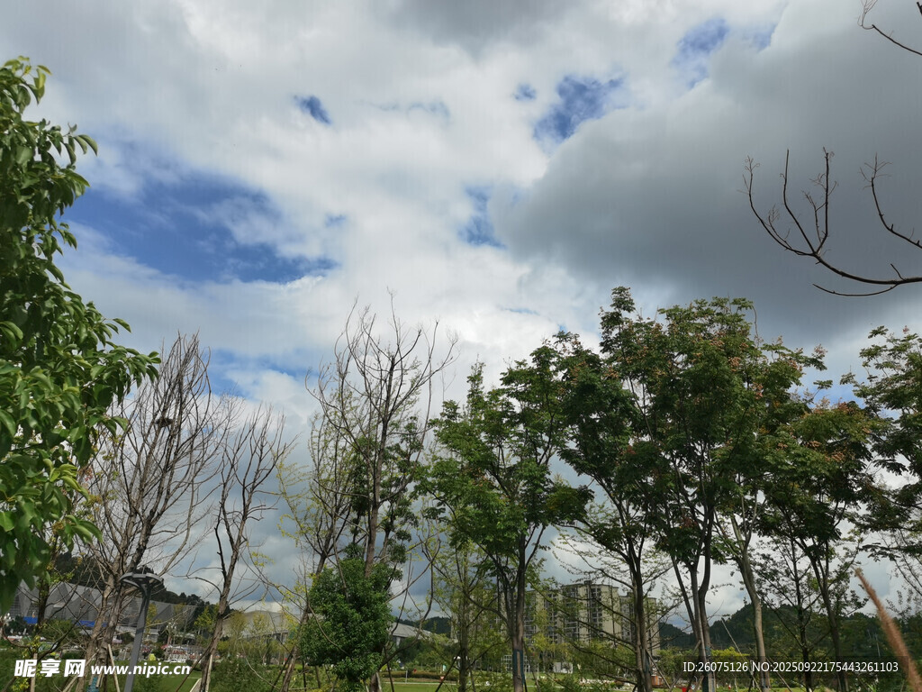 蓝天白云下的树林景观