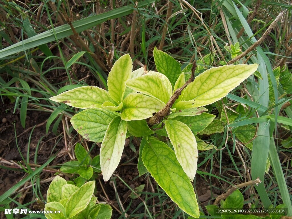 绿叶植物特写