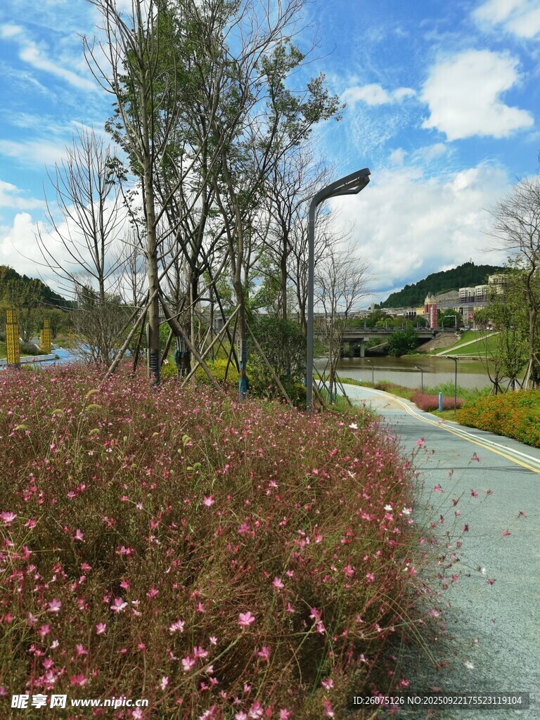 美丽户外花卉小径景观