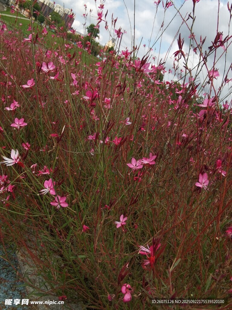 粉色小花丛清新自然美