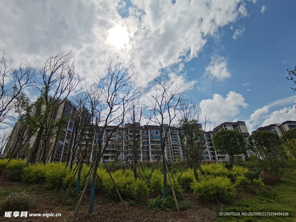 蓝天白云下的绿植与建筑