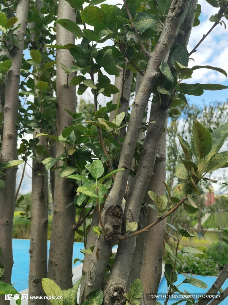 池边繁茂树木景观