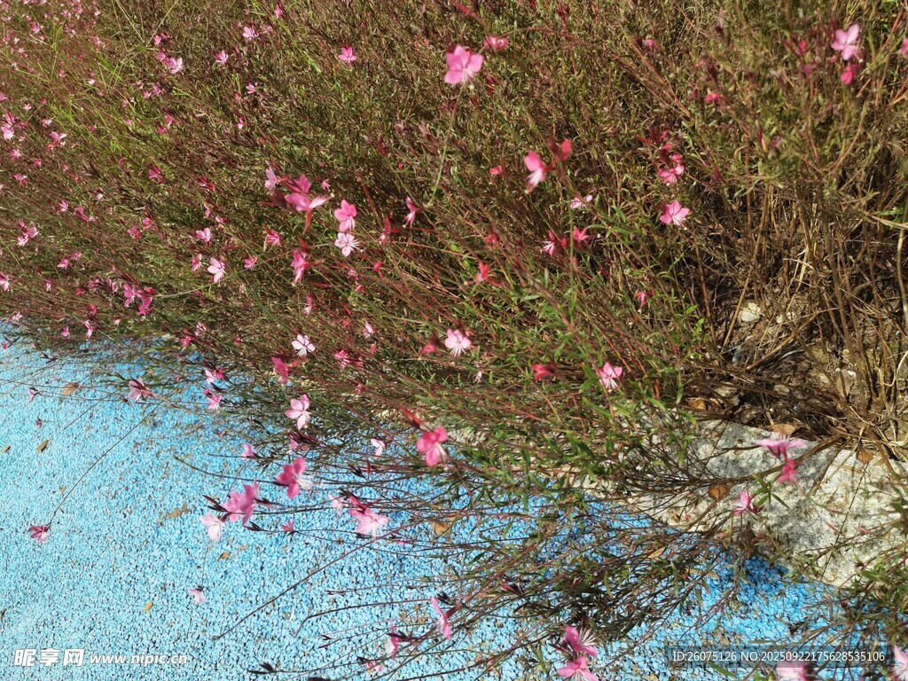 蓝地上的粉色落花景致