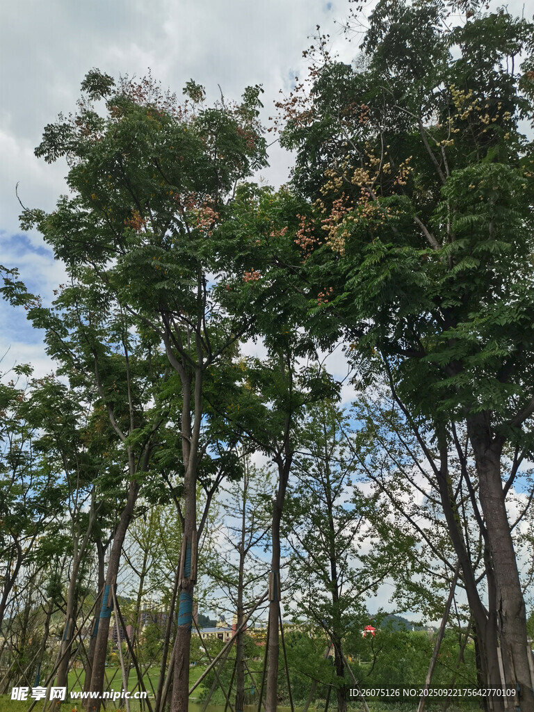 挺拔树林绿意盎然的景致