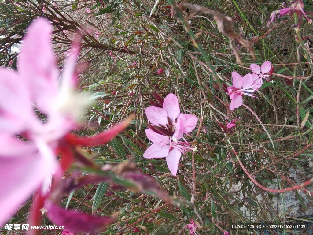 粉色小花绽放于枝叶间