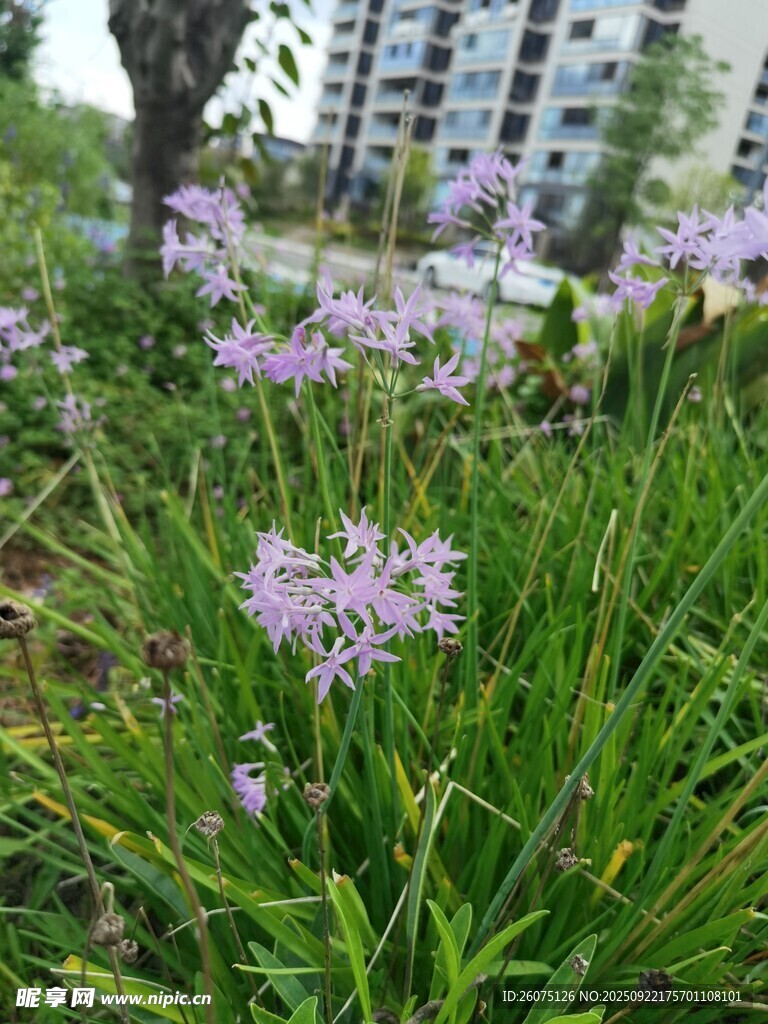 草丛中的紫色小花绽放
