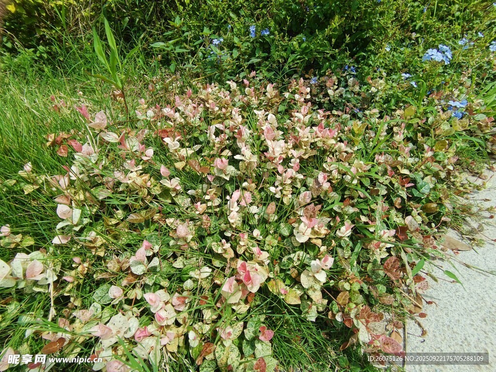 路边多彩花卉景观