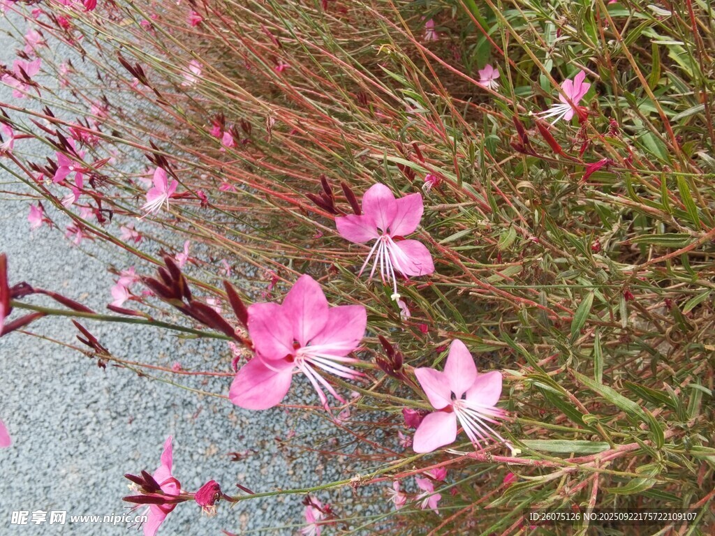 粉色小花绽放于草丛间