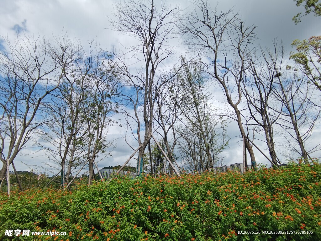 枯树与绿植相映的景致