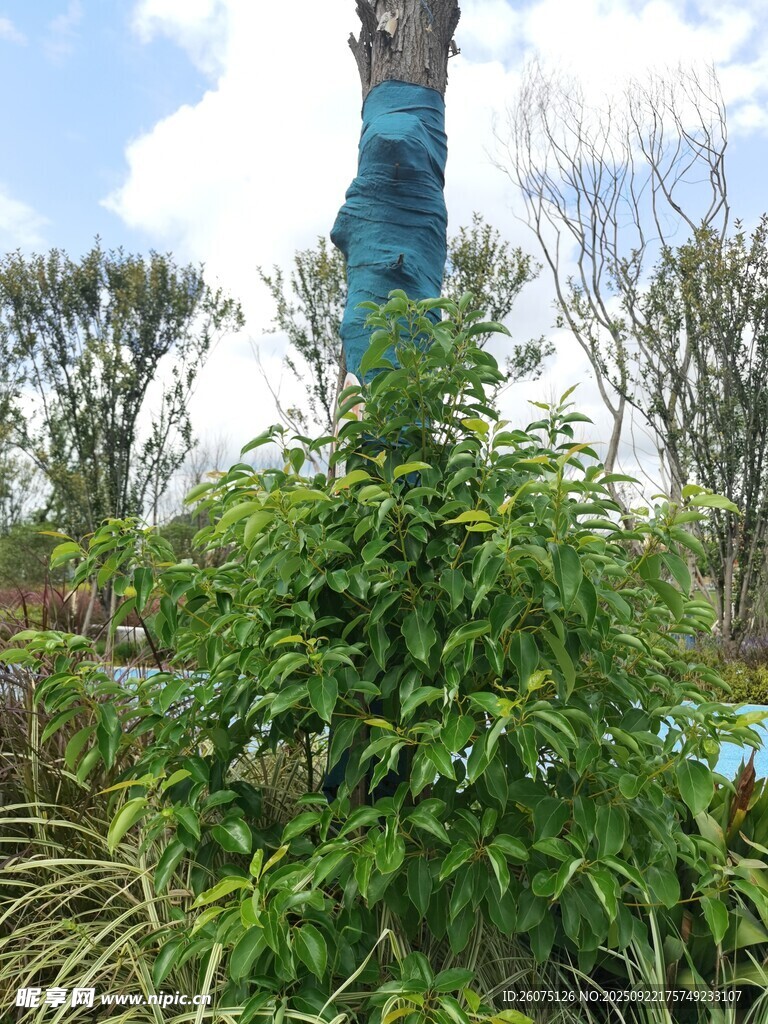 绿植环绕的蓝色树干景观