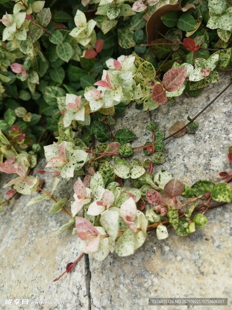 粉色绿叶植物生长于石旁