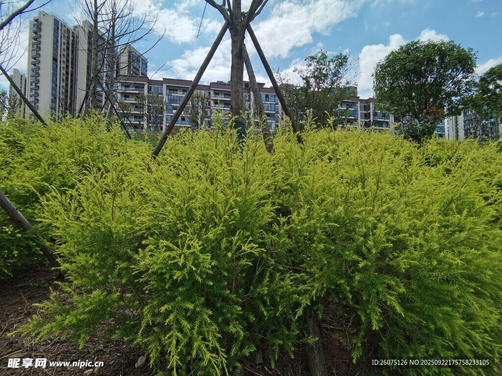 城市中葱郁的绿植景观