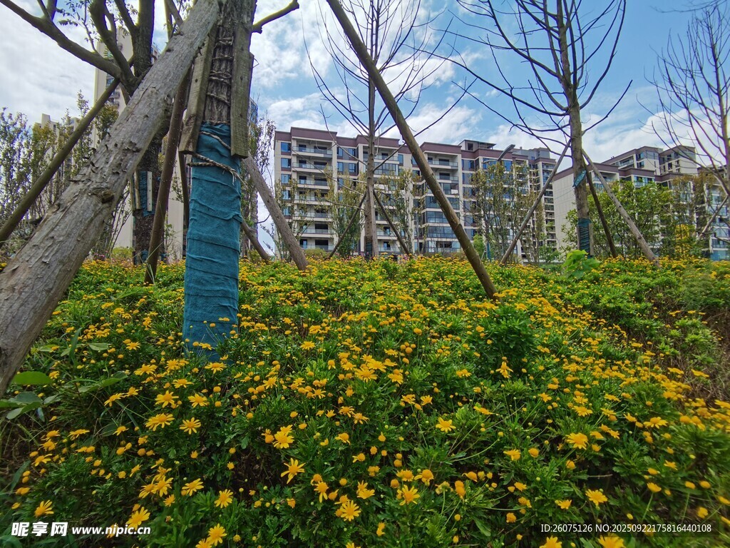 城市中繁花绿树的自然景致