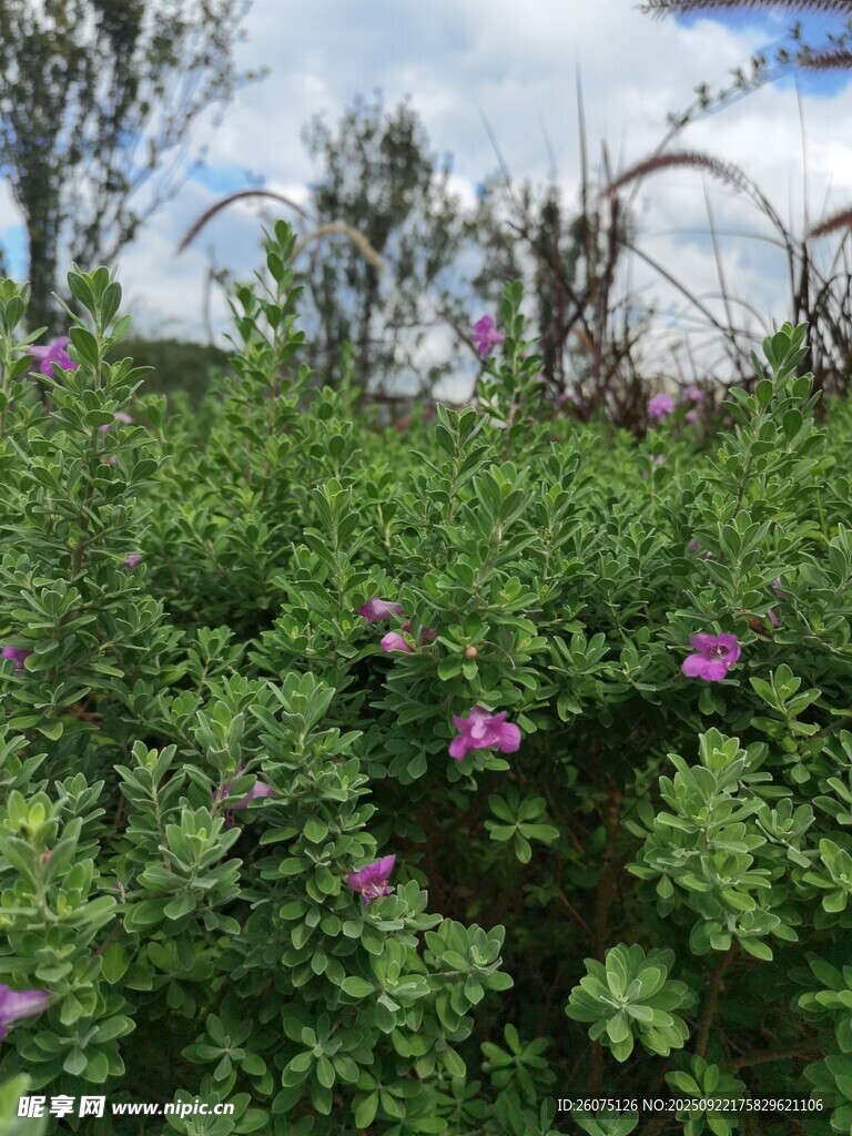繁茂花丛中的紫色花朵