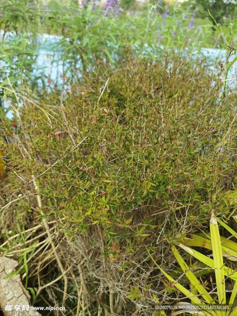 茂密丛生的绿色植物