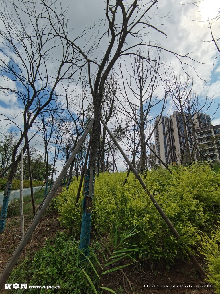枯树旁的绿植与城市背景