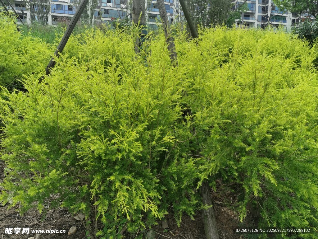 金黄灌木绿植景观