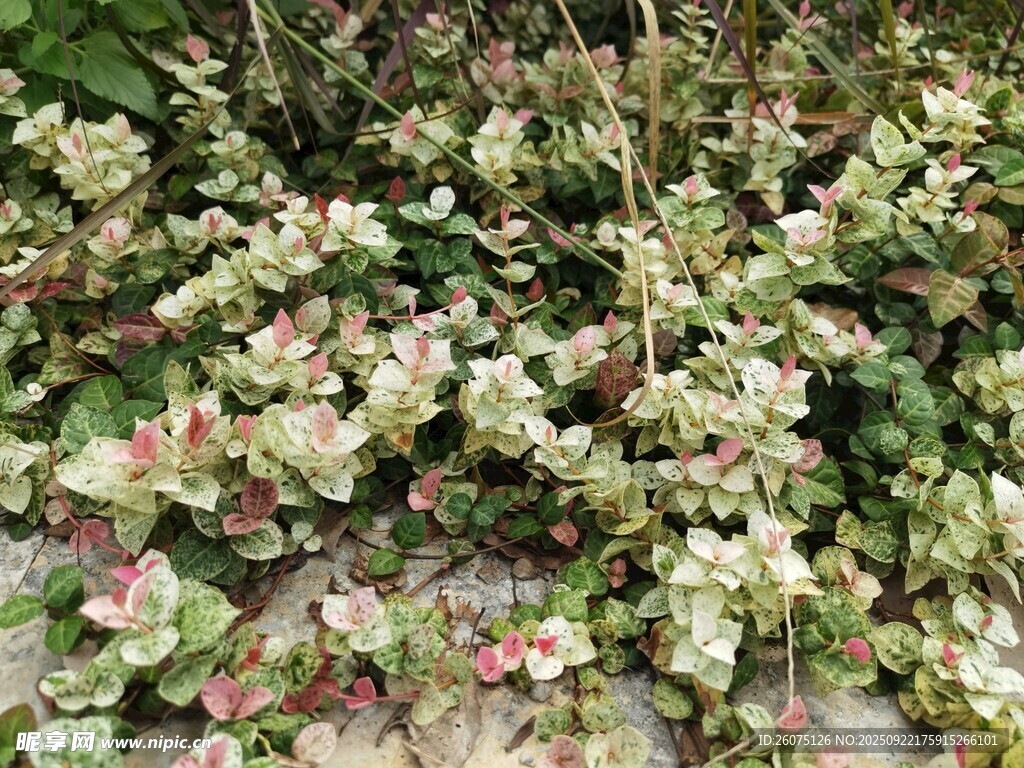 地面绿植景观