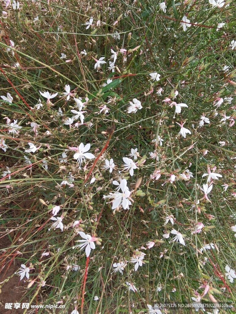 白色小花丛生的美丽景象