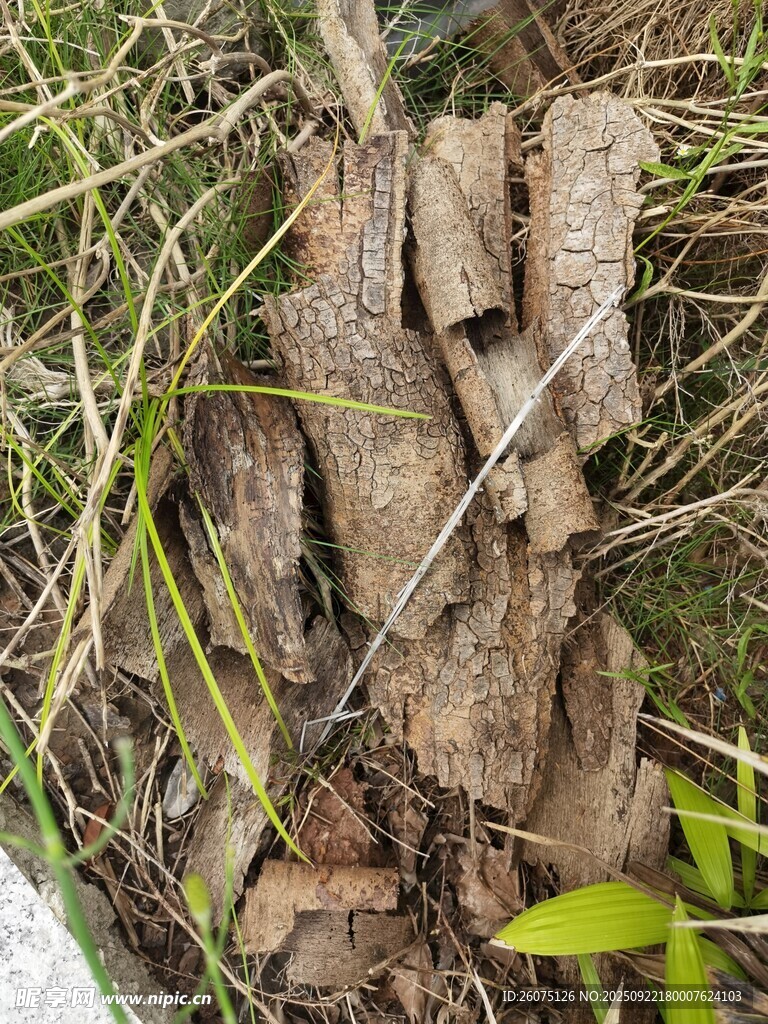 地面上的几段枯木
