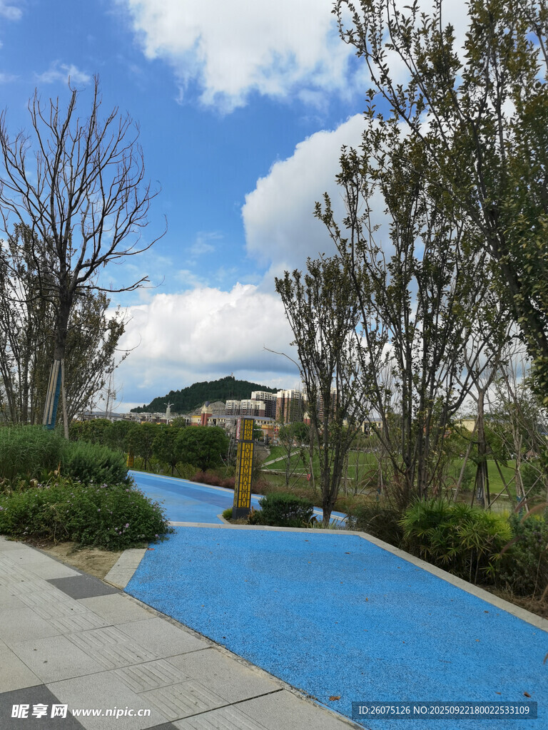 蓝色步道旁的绿植景观