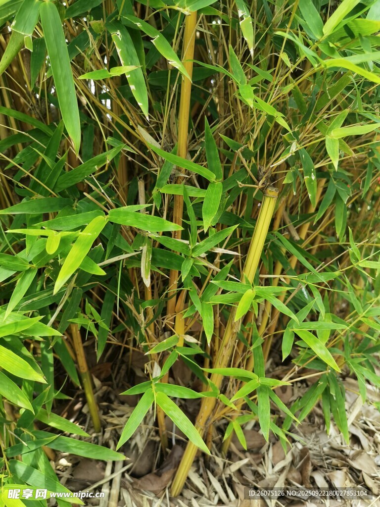 翠绿竹林生机盎然
