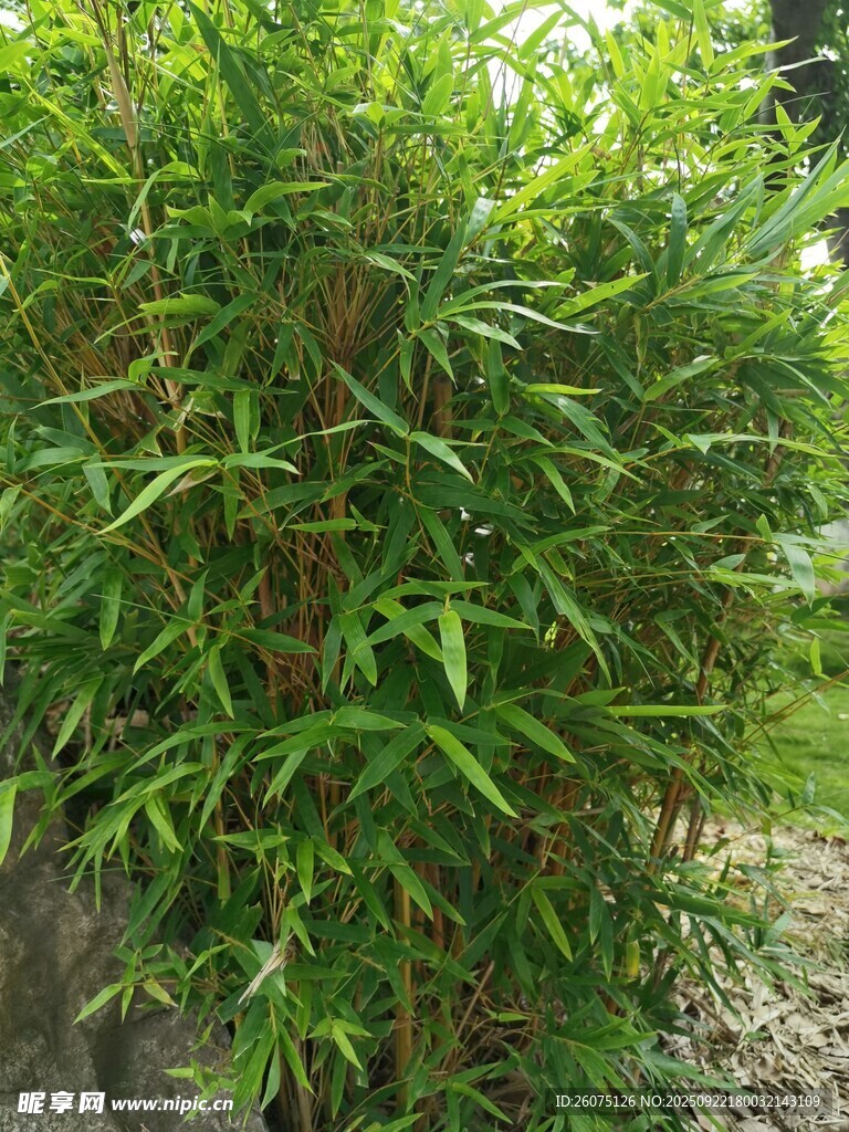 翠绿竹林景致
