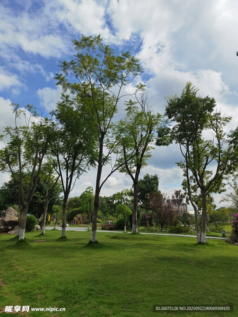 绿意盎然的公园景致