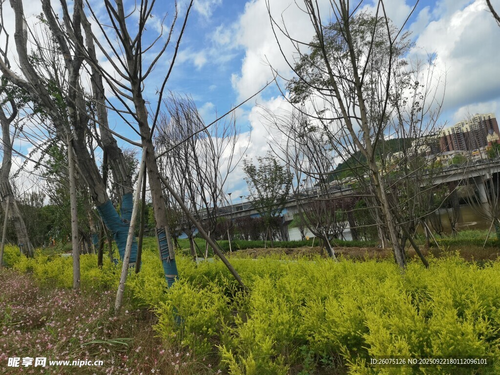 春日田野间的树木与黄花