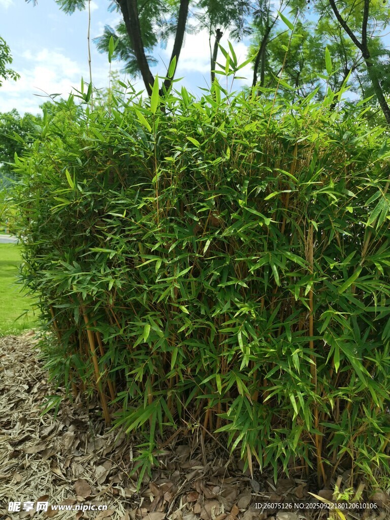 翠绿竹林景观