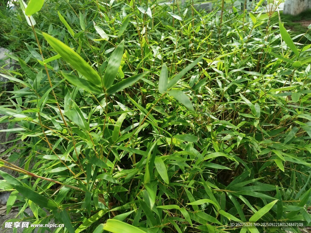 翠绿繁茂的丛生植物