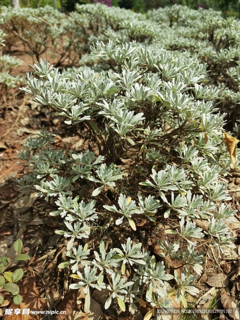 银叶植物特写
