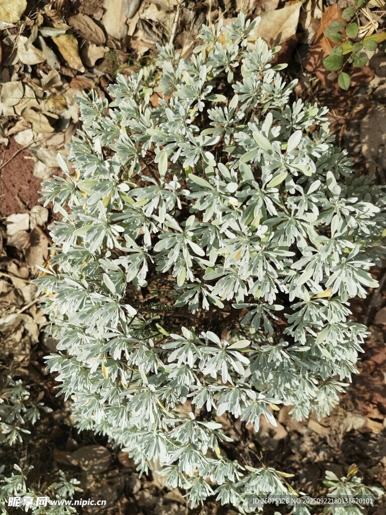 银叶植物特写