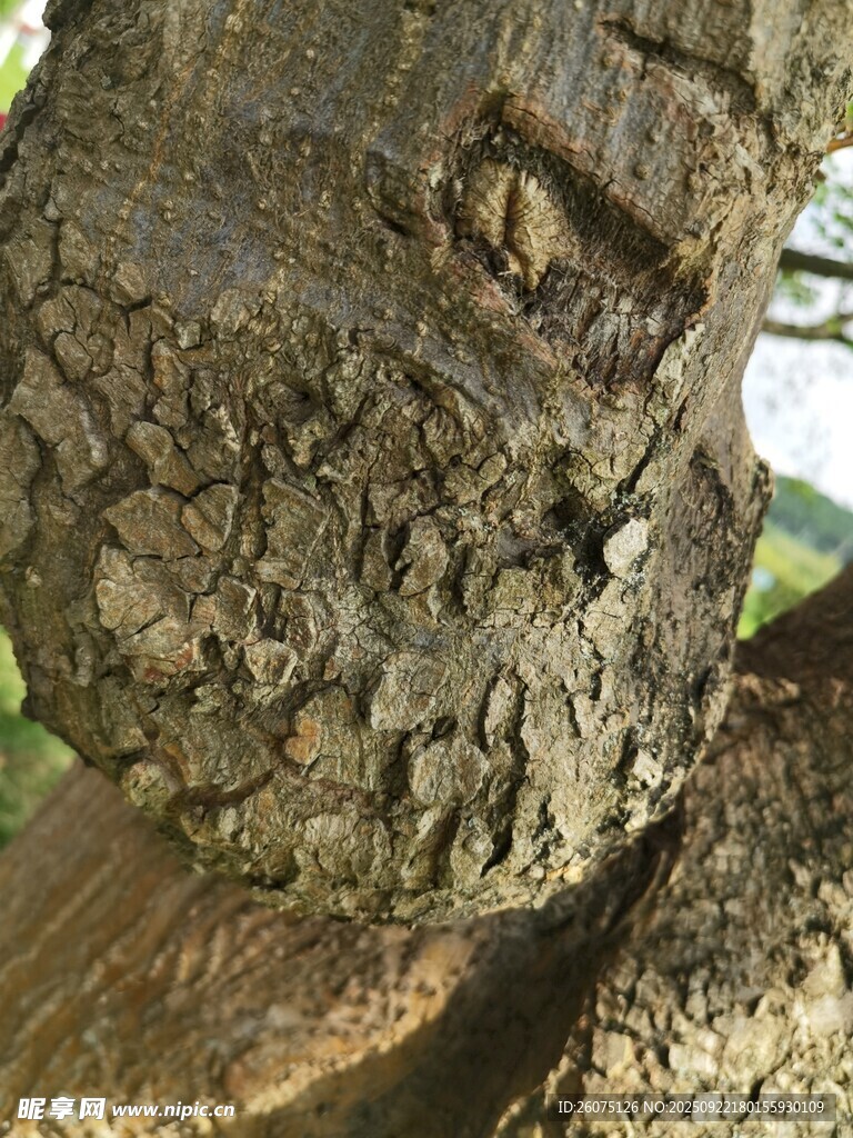 树干上的粗糙纹理