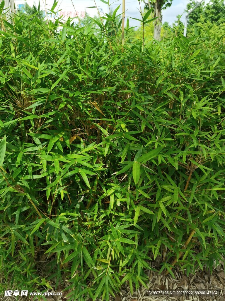 翠绿繁茂的丛生植物