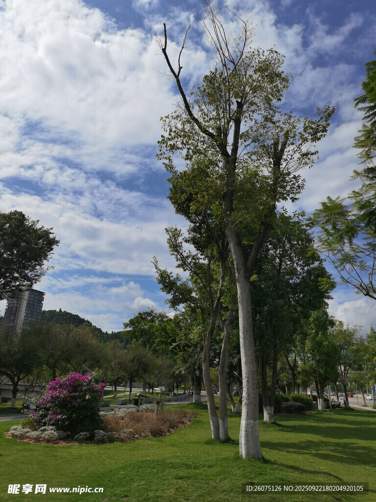 公园绿树蓝天美景