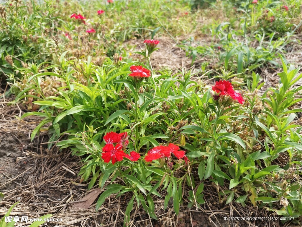 鲜艳红花绽放于绿植间