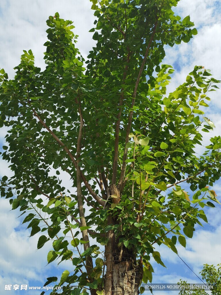 挺拔绿树映蓝天