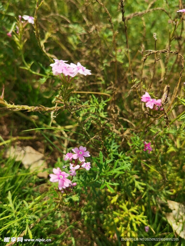 草丛中的粉色小花