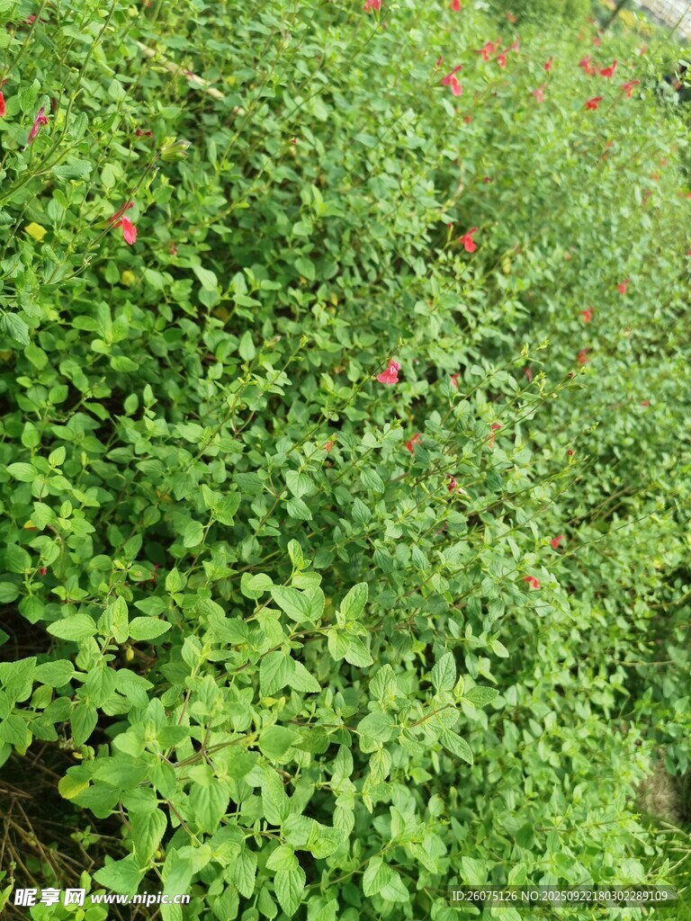 翠绿繁茂的植物景观