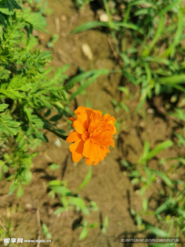 橙色小花绽放于绿叶间